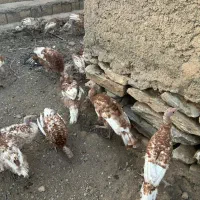 بوقلمون قرمز زیر قیمت