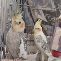 عروس هلندی|پرنده|اراک, |دیوار