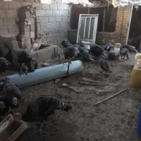 ۳۰عددبوغلمون نر و ماده