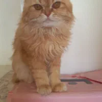 پرشین|گربه|اردبیل, |دیوار