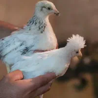 جوجه محلی ۶۰۰ عدد ۳ ماه