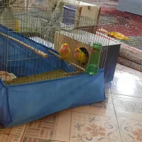 عروس هلندی سخنگو وعادی یک جفت طوطی برزیلی|پرنده|آبیک, |دیوار