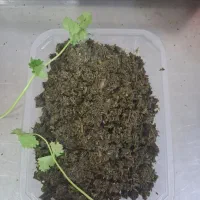 سبزی سرخ شده سه کیلویی