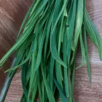 برگ سیر|خوردنی و آشامیدنی|رشت, نیروی دریایی|دیوار