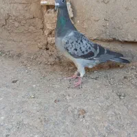 نروماده مگس|پرنده|زهک, |دیوار