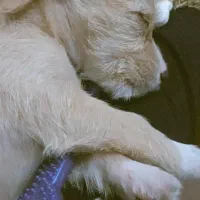 توله سگ اشپیتز تریر|سگ|رشت, خرسندی|دیوار