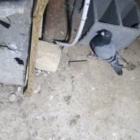 کبوتر فروش فوری