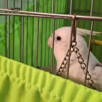 عروس هلندی سالم وسرحال|پرنده|اسلامشهر, شاطره|دیوار