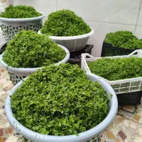 سبزیجات آماده طبخ و محصولات خانگی