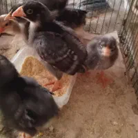 جوجه