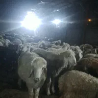 نیاز به چوپان