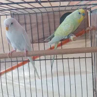 مرغ عشق فروشی