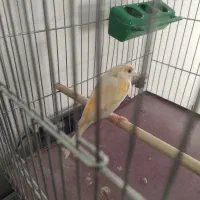 قناری ماده موزاییکی