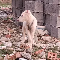 واگذاری سگ سراب اصل سفید رنگ