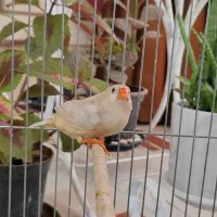 یک عدد ماده ایزابل اورنج و یک عدد نر کینگ اروپایی|پرنده|اصفهان, درب کوشک|دیوار