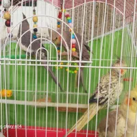 چهار عدد عروس هلندی چهار ماهه|پرنده|گوراب زرمیخ, |دیوار