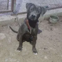 سگ پیتبول ( پیت بول ) رنگ خاص بلو