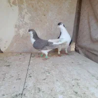 دوجفت چپ سالم|پرنده|سبزوار, قصبه شرقی|دیوار