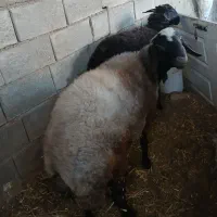بره چاق