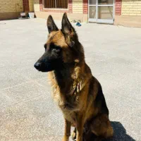 سگ ژرمن|سگ|کرمان, |دیوار