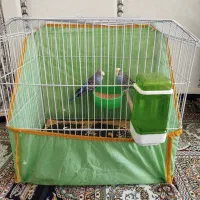 مرغ عشق