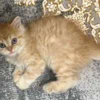 طوله گربه..|گربه|تهران, میرداماد|دیوار