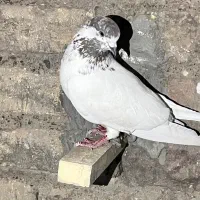 کبوتر پرشی