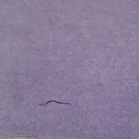 پالاز موکت