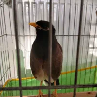 عروس هلندی ماده دستی مرغ مینا ماده ۱۴ کلمه حرف|پرنده|هشتگرد, شهرک ولیعصر (مصلی)|دیوار