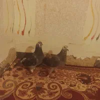 کبوتر
