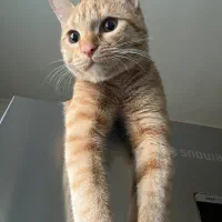 واگذاری گربه