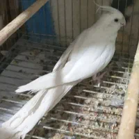 عروس هلندی|پرنده|خرمشهر, |دیوار