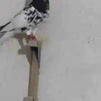 چپ سیاه یال سیاه