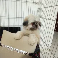 واکذاری سگ خانوم واقا پسر|سگ|پردیس, فاز ۱۱|دیوار