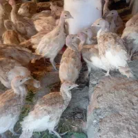 جوجه بوقلمون 70روزه بوربون  روانسر
