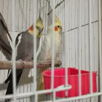 عروس هلندی جفت