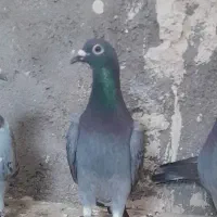 اوقون‌و ابلق پرشی|پرنده|تربت جام, میان جام|دیوار