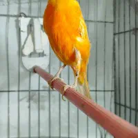 قناری نر|پرنده|بهارستان, |دیوار