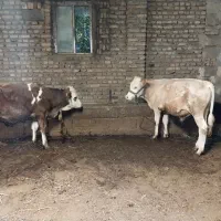 گوساله نرماده.گاو.گاومیش برای نگهداری جمع میکنم