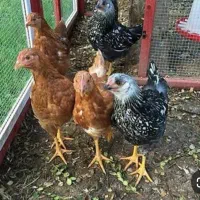فروش مرغ و جوجه محلی