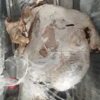 فروش گوشت