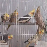 عروس هلندی و برزیلی اوپال|پرنده|کرمانشاه, |دیوار