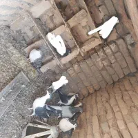 ۷ عدد کبوتر ساده