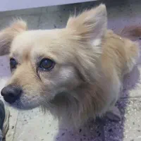 سگ گمشده|حیوانات|یاسوج, |دیوار