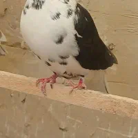 کبوتر|پرنده|اشنویه, |دیوار