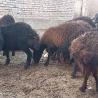 بره نروماده