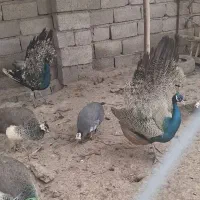 مرغ‌‌وخروس‌وطاووس‌‌وقوغاز