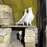کبوتر