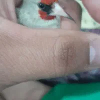 سهره مرتب و منظم