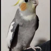 عروس هلندی|پرنده|مشهد, فاطمیه|دیوار